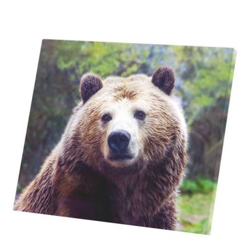Tableau Décoratif Grizzli Ours Brun Animaux Nature Sauvage (47 cm x 40 cm)