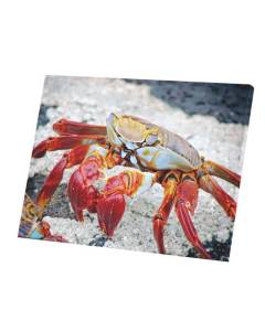 Tableau Décoratif  Macro Sur Un Crabe Rouge Recif Plage Mer (40 cm x 30 cm)