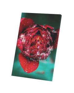 Tableau Décoratif  Rose Goute De Rosee (60 cm x 90 cm)