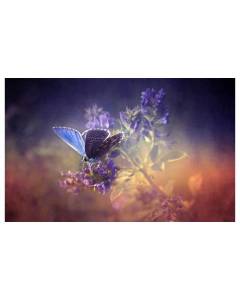 Affiche papillon bleu et brin de lavande, 60x40cm - made in France