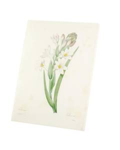Tableau Décoratif  Tubereuse Planche Illustration Botanique Ancienne Fleurs (60 cm x 80 cm)