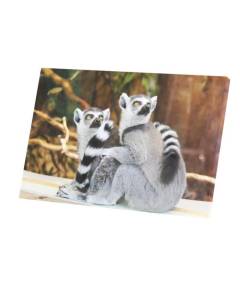 Tableau Décoratif  Couple de Lemuriens Madagascar Primate Rare Animaux Sauvages (60 cm x 40 cm)
