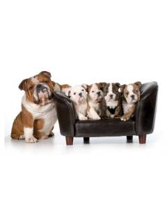 Affiche deco famille de bulldogs anglais, 60x40cm - made in France