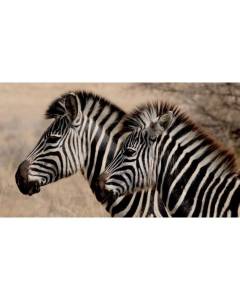 Poster Affiche Couple Jeune Zebre Animaux Sauvages Savane Afrique 91cm x 162cm