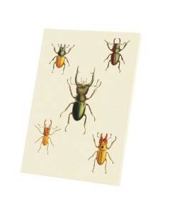Tableau Décoratif  Scarabées Planches Insectes Biologie Illustration Ancienne (60 cm x 85 cm)