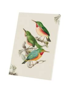 Tableau Décoratif  Todier Oiseaux Planches Biologie Faune Illustration Ancienne (30 cm x 42 cm)