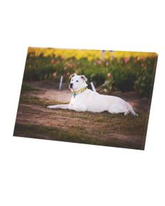 Tableau Décoratif  Labrador Retriever Couleur Sable avec Collier Chien Animal de Compagnie (60 cm x 40 cm)
