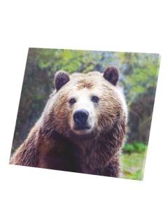 Tableau Décoratif  Grizzli Ours Brun Animaux Nature Sauvage (35 cm x 30 cm)