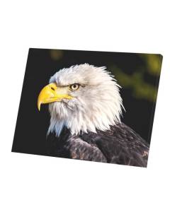 Tableau Décoratif  Tete Aigle Pygargue Embleme Etats Unis Photo Oiseau De Proie (80 cm x 60 cm)