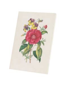 Tableau Décoratif  Camelia Planche Illustration Botanique Ancienne Fleurs (40 cm x 58 cm)