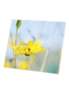 Tableau Décoratif  Pissenlits Fleur Jaunes De Prairies (47 cm x 40 cm)