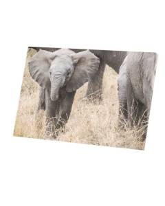 Tableau Décoratif  Bébé Éléphant dans la Savane Vie Sauvage (60 cm x 40 cm)