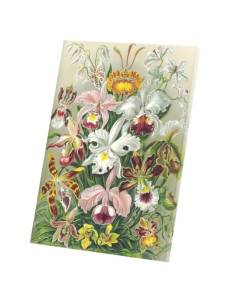 Tableau Décoratif  Planche Orchide Fleures Botanique Gravure Ancienne Dessin (30 cm x 42 cm)