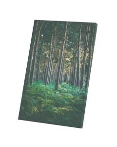 Tableau Décoratif  Forêt de Pins Couverte de Fougères Paysage Naturel (30 cm x 45 cm)