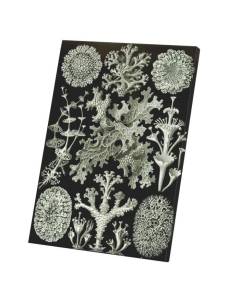 Tableau Décoratif  Planche de Lichen Gravue Ancienne Dessin Biologie (30 cm x 42 cm)