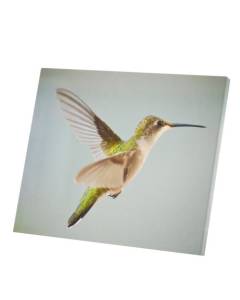Tableau Décoratif  Colibri Vert en Vol Vie Sauvage Oiseau Mouche (48 cm x 40 cm)