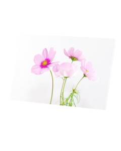 Tableau Décoratif  Fleur Roses à Coeurs Jaunes sur Fond Blanc  (45 cm x 30 cm)