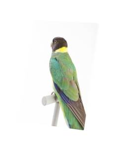 Tableau Décoratif  Oiseau Exotique Perchoir Western Ring Neck Amazonie (40 cm x 60 cm)