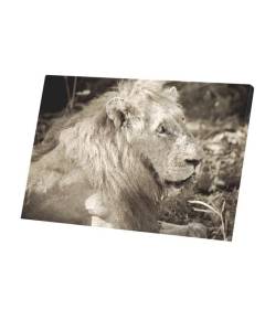 Tableau Décoratif  Photo Sépia de Lion Couché Crinière Nature Roi des Animaux  (45 cm x 30 cm)