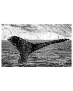 Affiche noir et blanc majestueuse baleine, 60x40cm - made in France