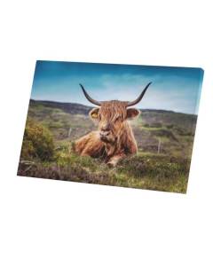 Tableau Décoratif  Taureau Highland Magnifique Animal Vie Sauvage Photo Nature (60 cm x 40 cm)