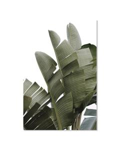 Affiche Banana palm - 40x60cm - made in France