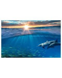 Affiche dauphins et bain de minuit - 60x40cm - made in France