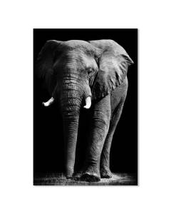 Affiche animaux un éléphant d'afrique  - 40x60cm - made in France