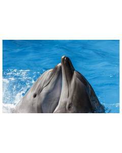 Affiche animaux kiss dauphins - 60x40cm - made in France