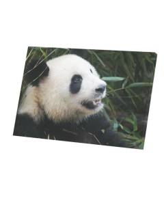 Tableau Décoratif  Gros Plan De Bebe Panda / Vie Sauvage / Bebe Animaux (60 cm x 40 cm)