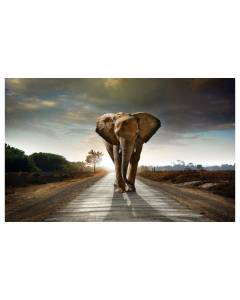 Affiche moderne elephant on the road, 60x40cm - made in France
