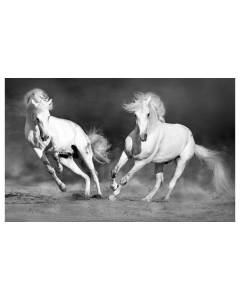 Affiche cheval camarguais noir et blanc , 60x40cm - made in France