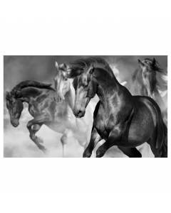 Affiche cheval sauvage en plein galop, 60x40cm - made in France